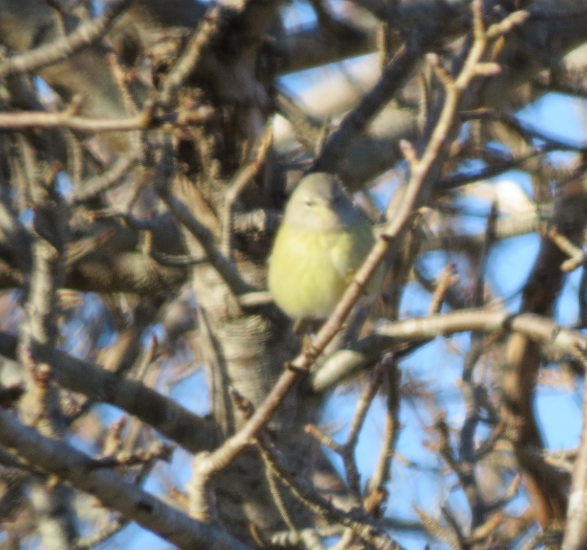 Orange-crowned Warbler - ML627673381