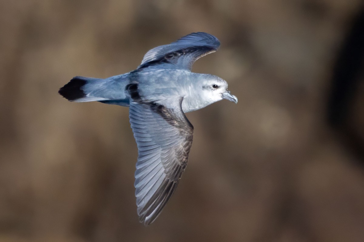 Fulmar Prion - ML627673444