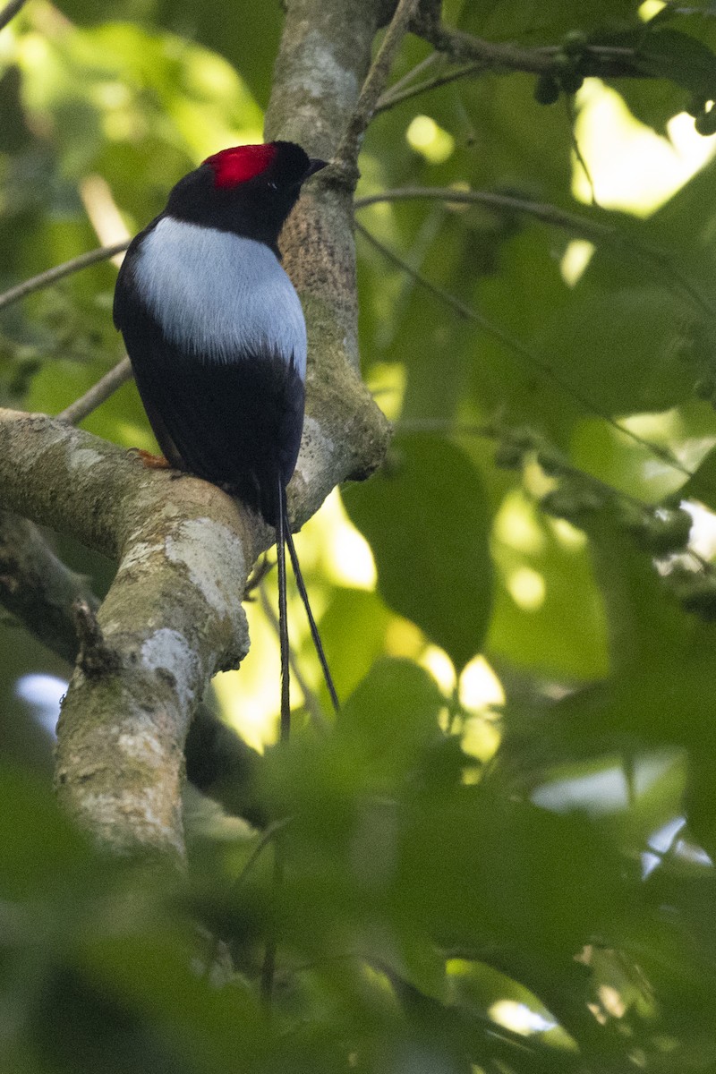 Long-tailed Manakin - ML627673447