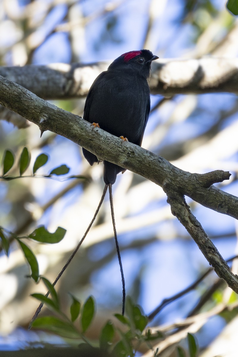 Long-tailed Manakin - ML627673448