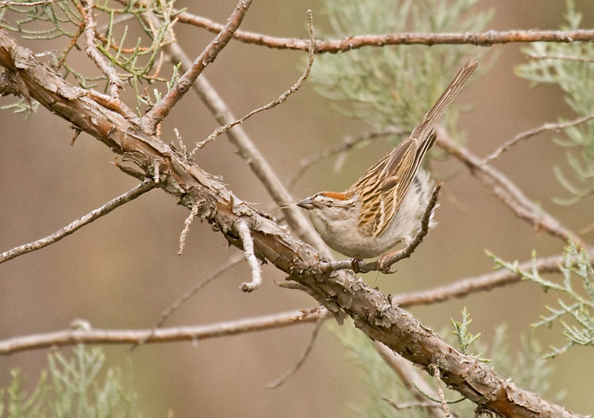 Chipping Sparrow - ML627673453