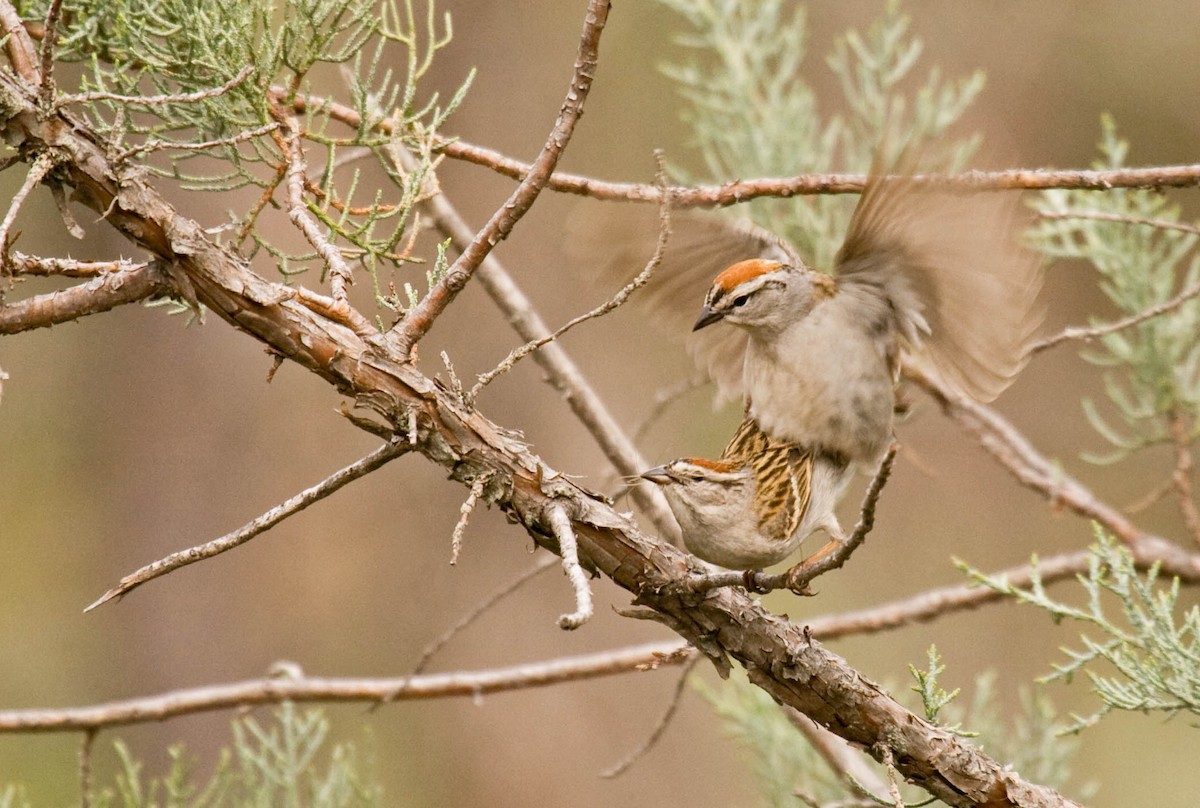 Chipping Sparrow - ML627673454