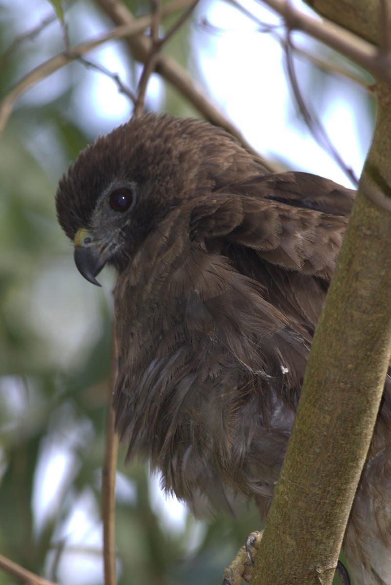 Hawaiian Hawk - ML627673455