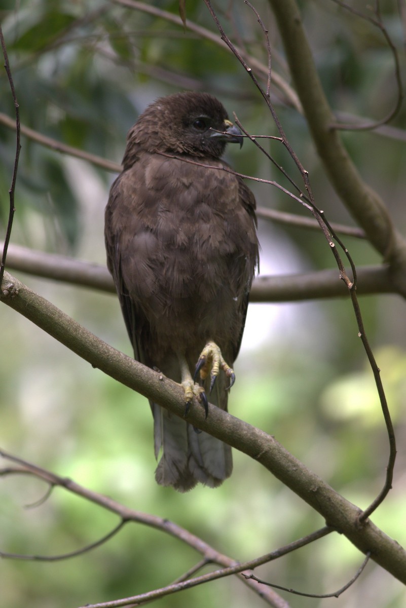 Hawaiian Hawk - ML627673456