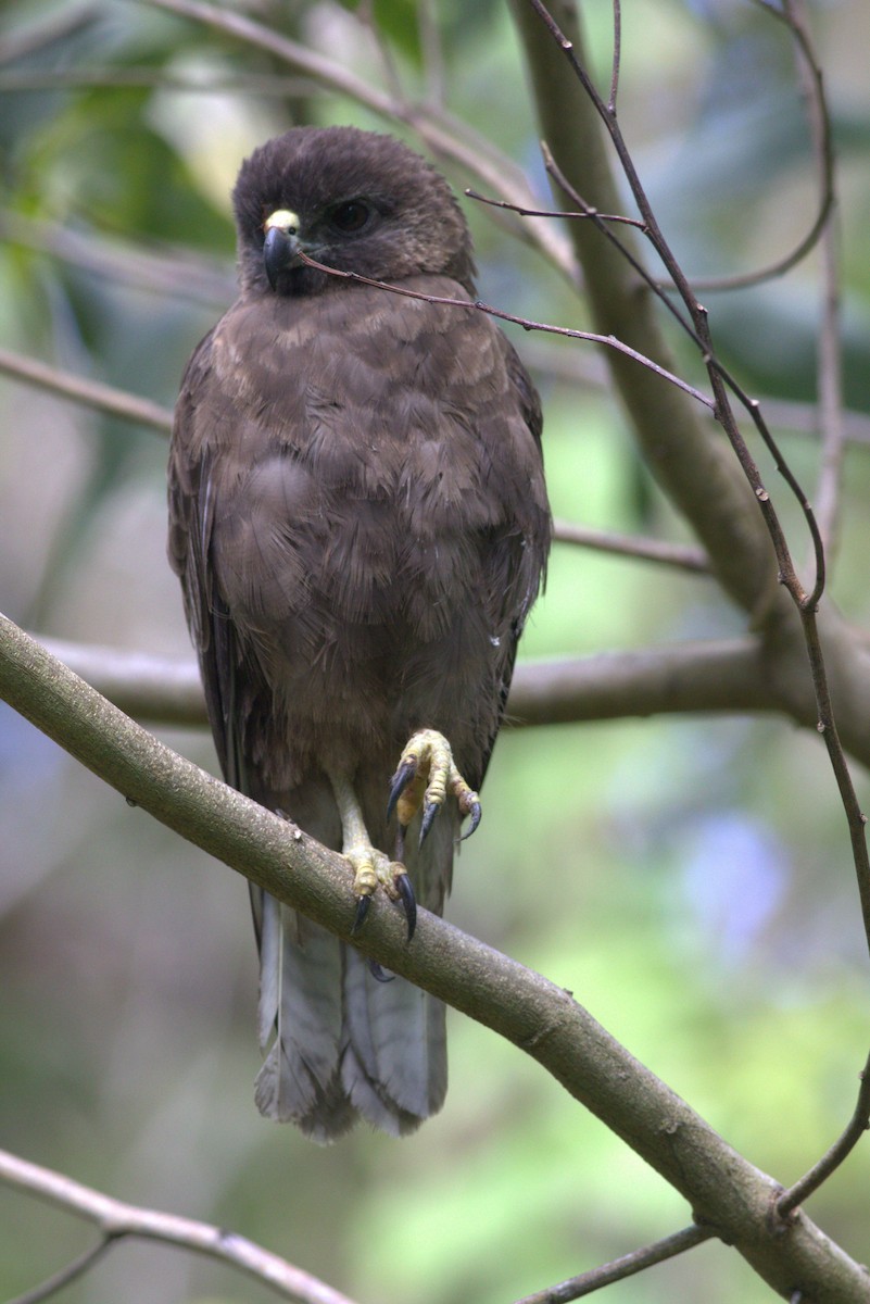 Hawaiian Hawk - ML627673457