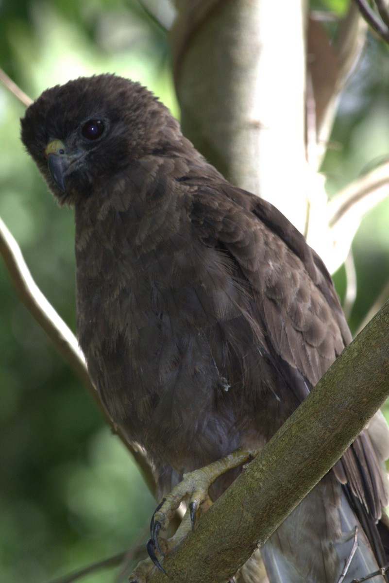 Hawaiian Hawk - ML627673458