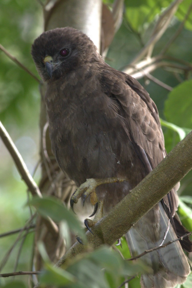 Hawaiian Hawk - ML627673459