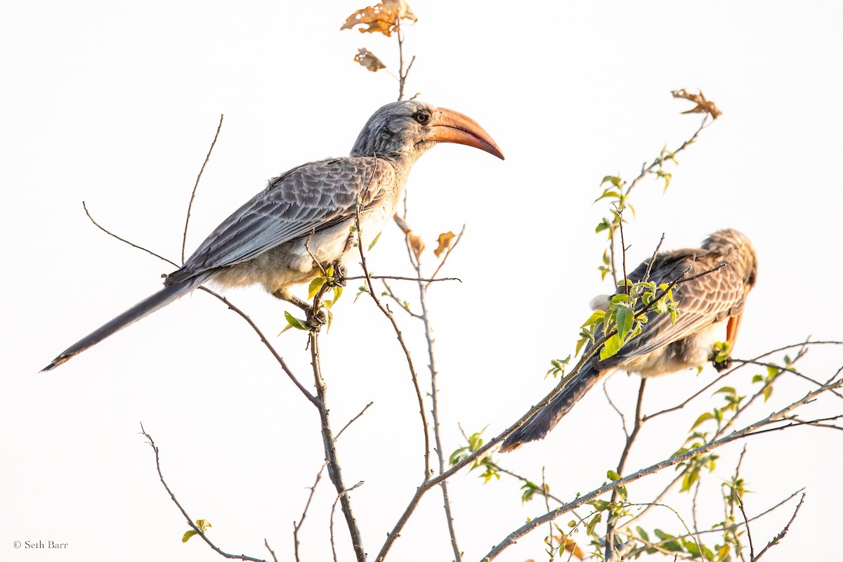 Bradfield's Hornbill - ML627673511