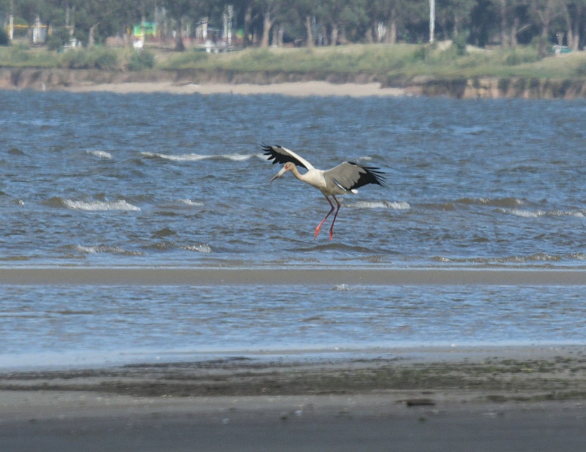 Maguari Stork - ML627673546