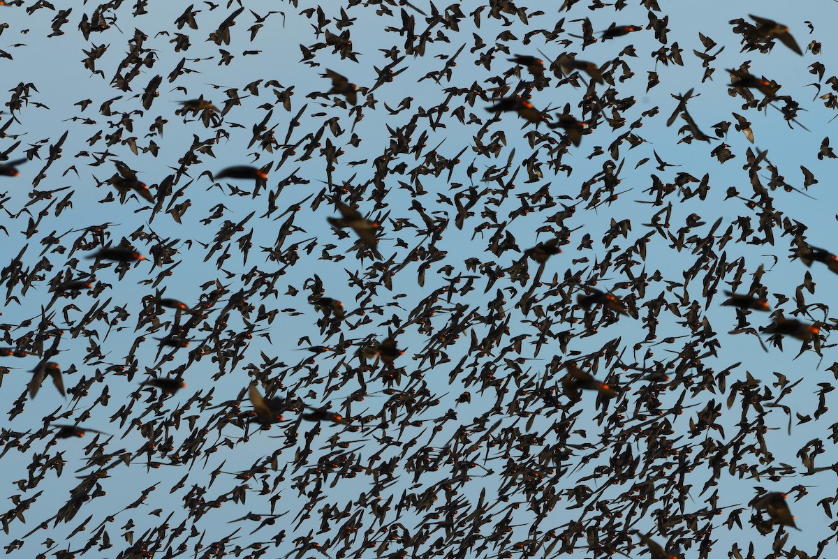 African River Martin - ML627673555