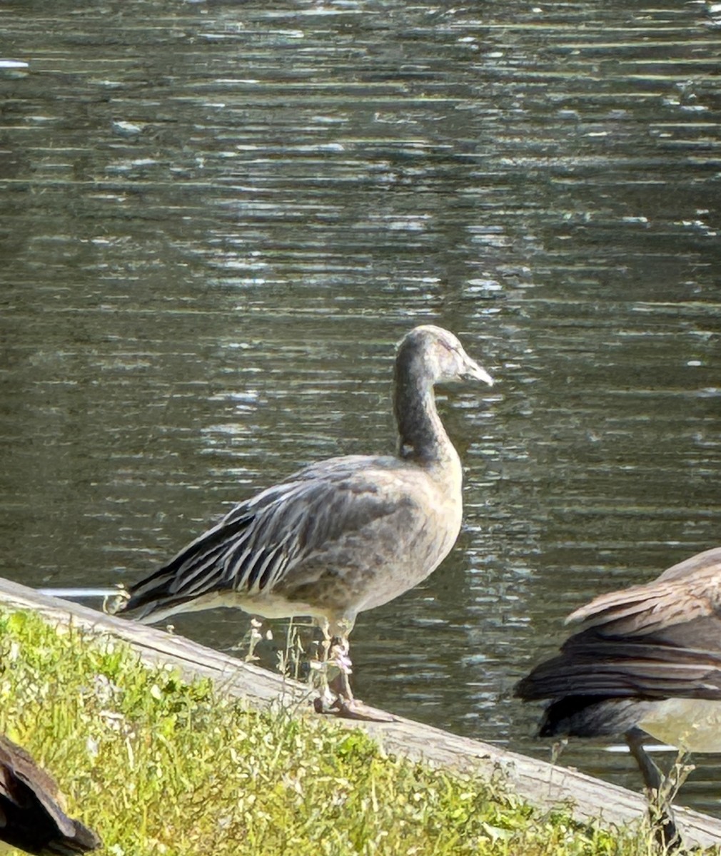 Snow Goose - ML627673725