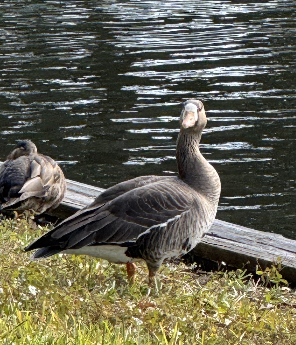 Greater White-fronted Goose - ML627673742