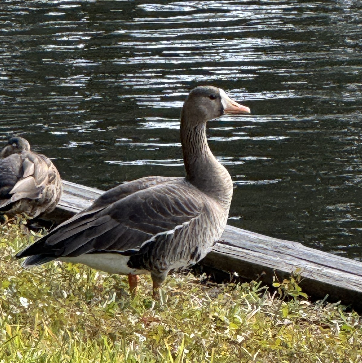 Greater White-fronted Goose - ML627673743