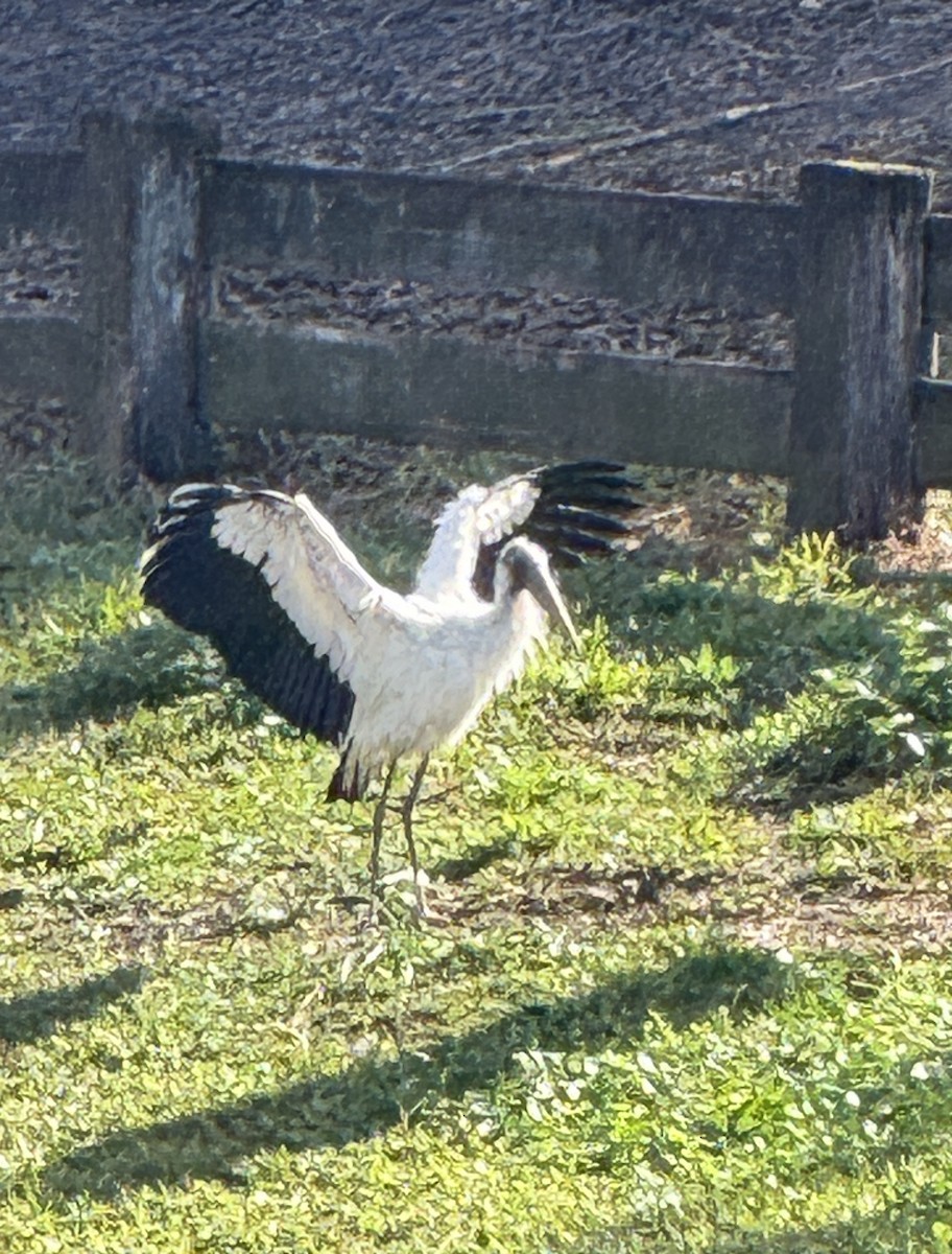 Wood Stork - ML627673748