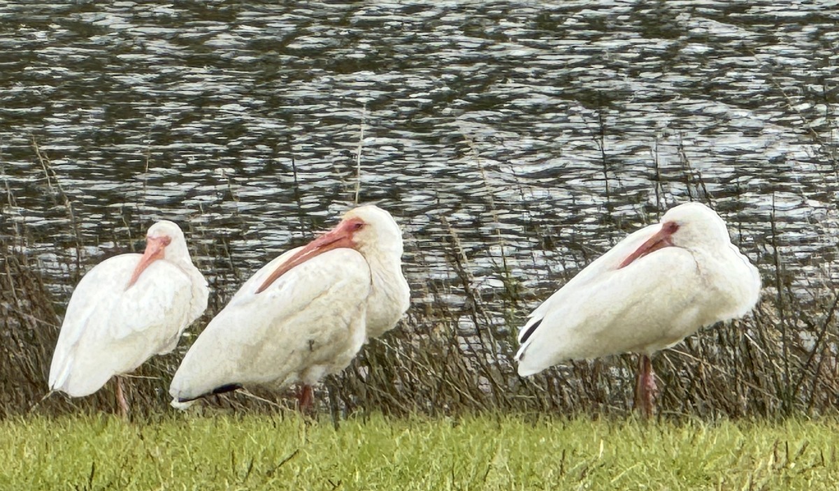 White Ibis - ML627673761