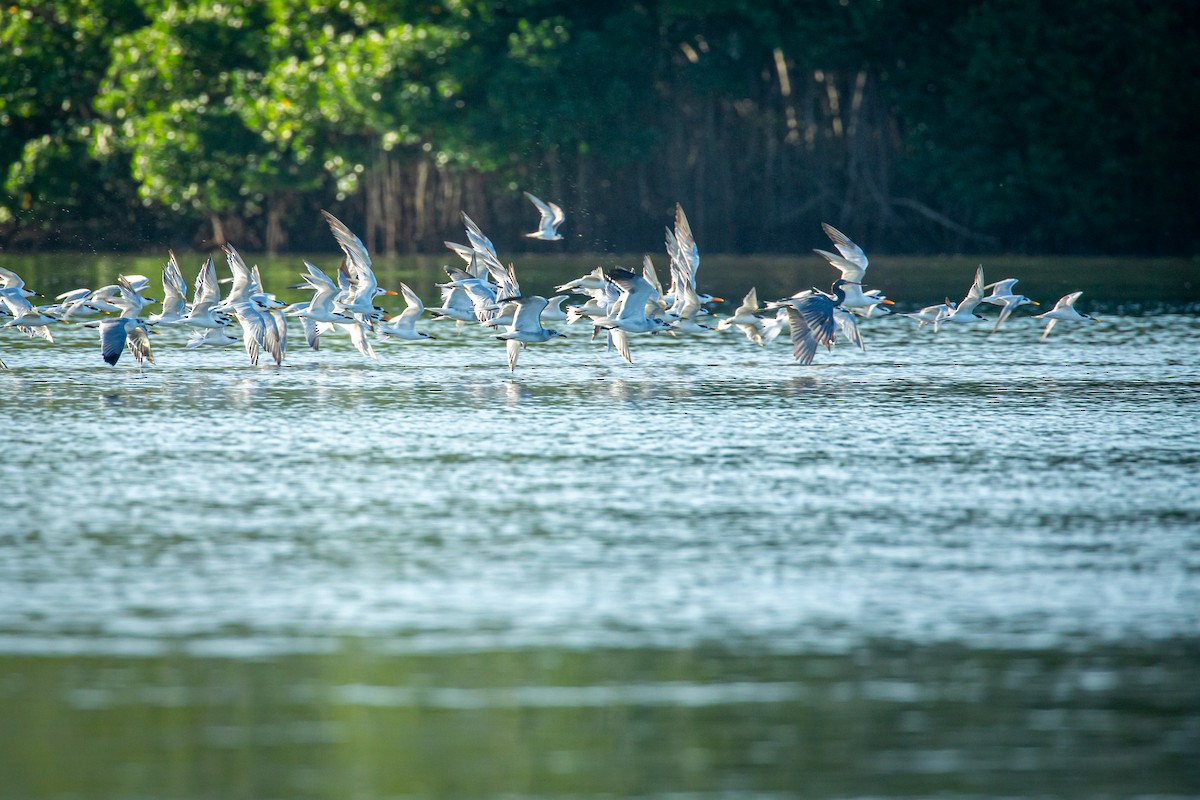 Tricolored Heron - ML627673838