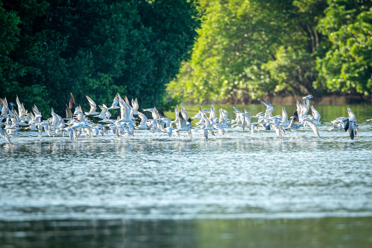 Sandwich Tern - ML627673851