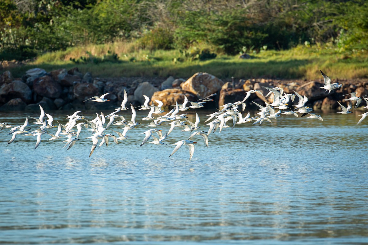 Sandwich Tern - ML627673891