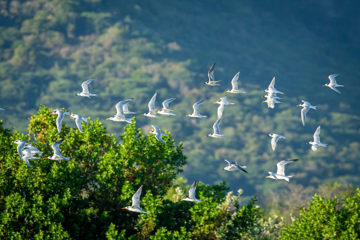 Sandwich Tern - ML627673892