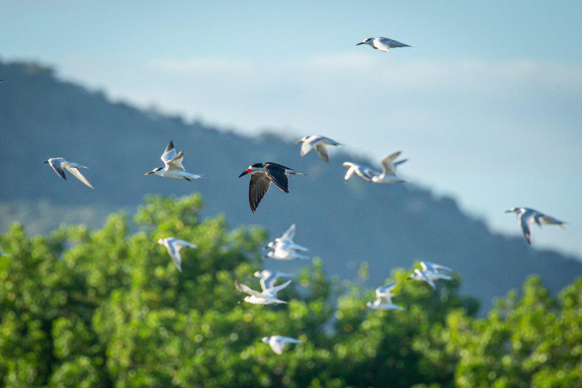 Black Skimmer - ML627673894