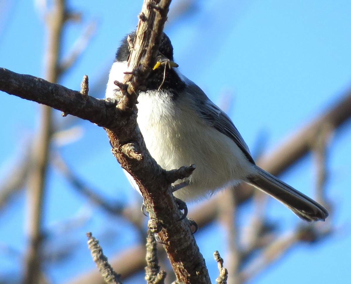 Black-capped Chickadee - ML627673956