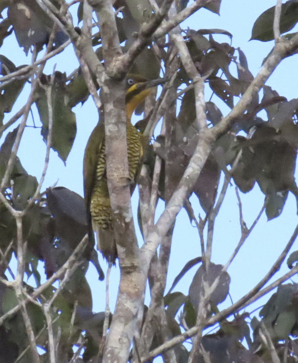 Golden-green Woodpecker (Atlantic) - ML627673989