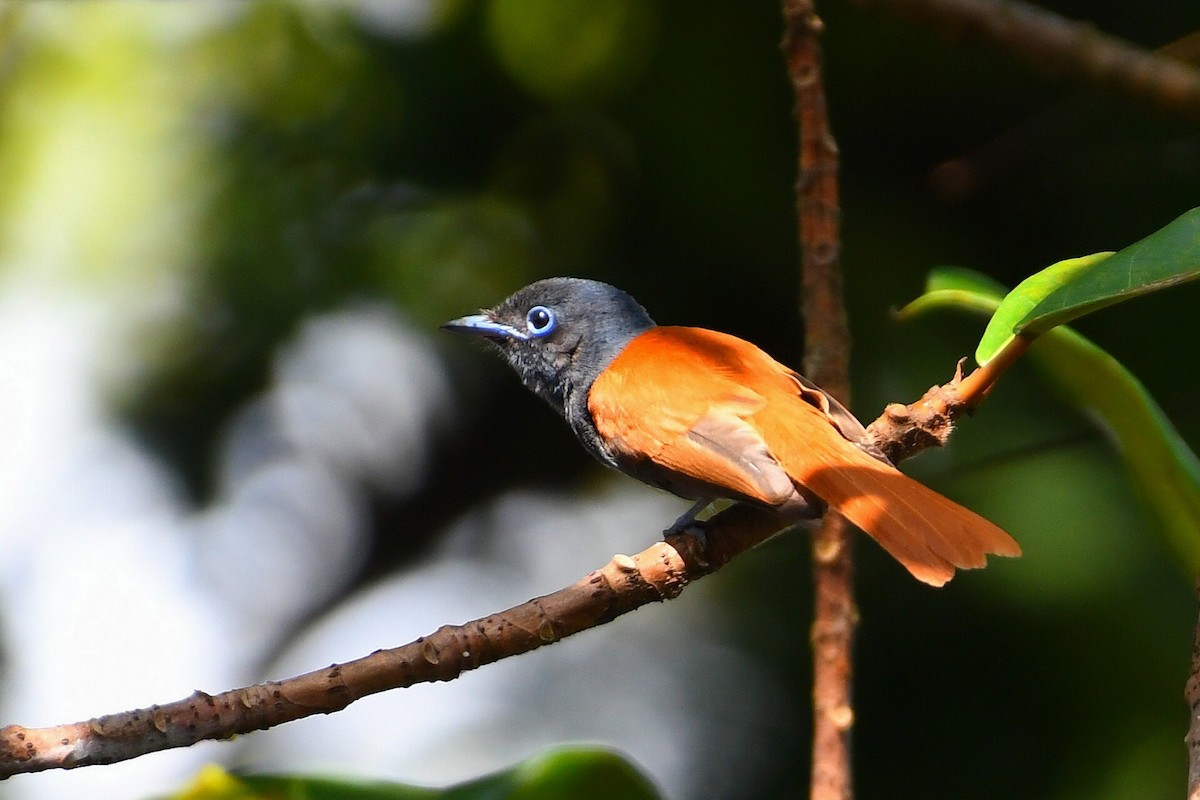 Rufous-vented Paradise-Flycatcher - ML627674009