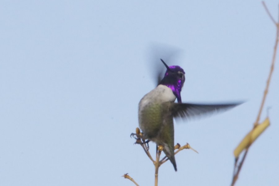 Costa's Hummingbird - ML627674043