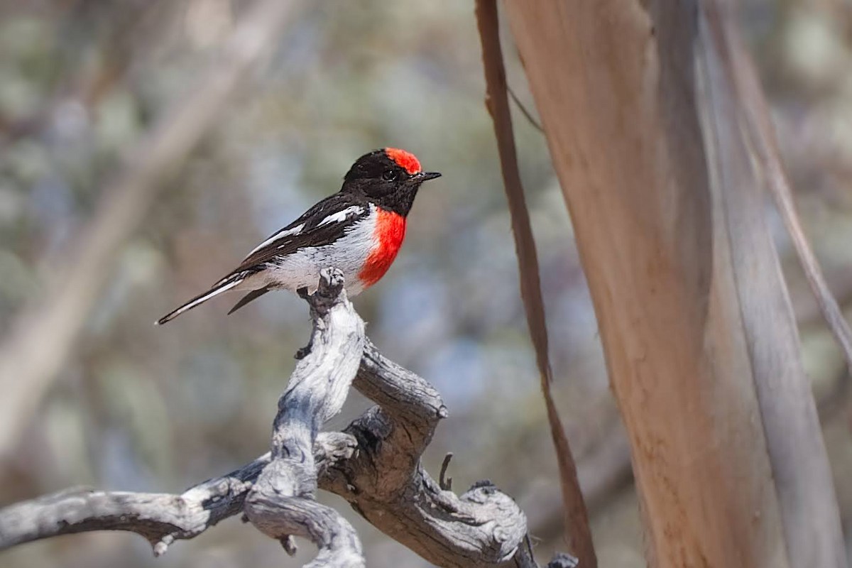 Red-capped Robin - ML627674045