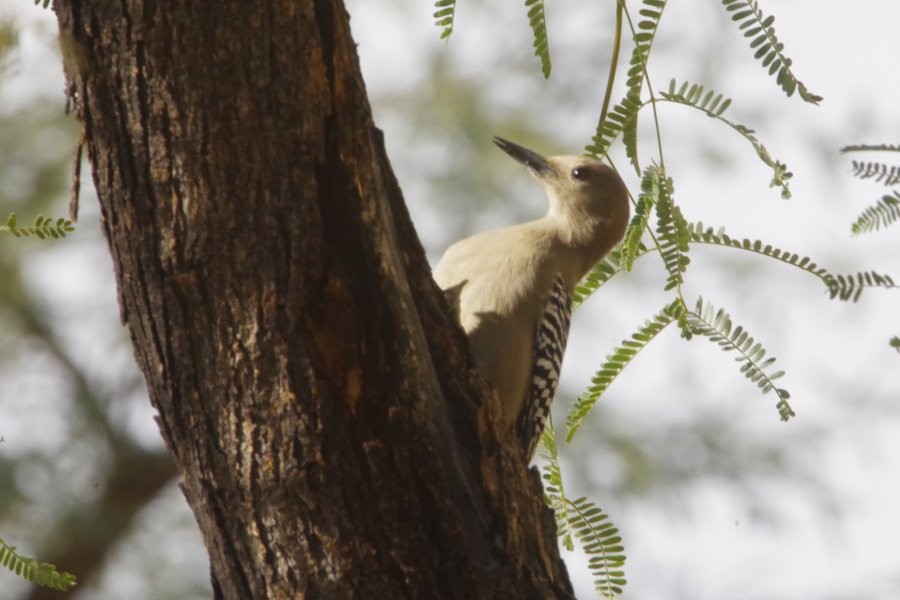 Gila Woodpecker - ML627674075