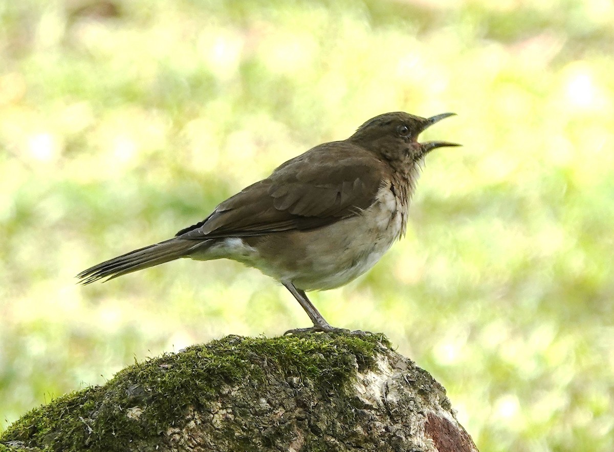 Black-billed Thrush - ML627674077