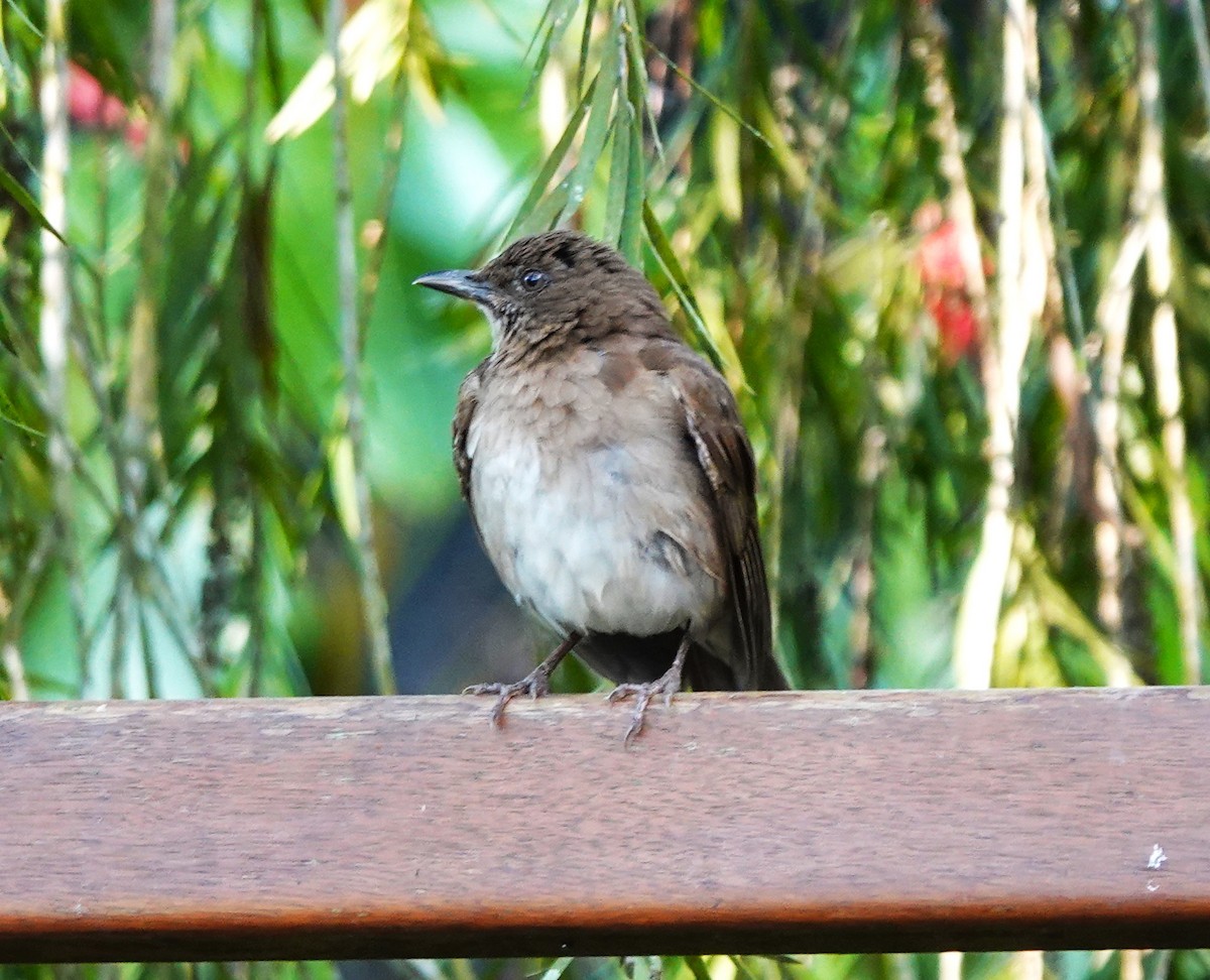 Black-billed Thrush - ML627674085