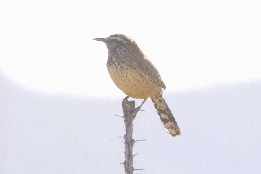 Cactus Wren - ML627674086