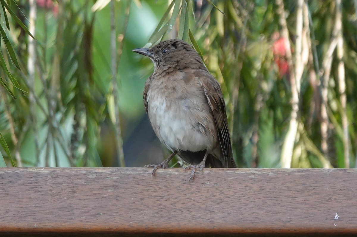 Black-billed Thrush - ML627674087