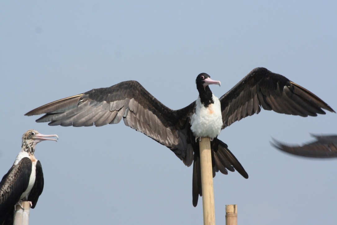 Christmas Island Frigatebird - ML627674115