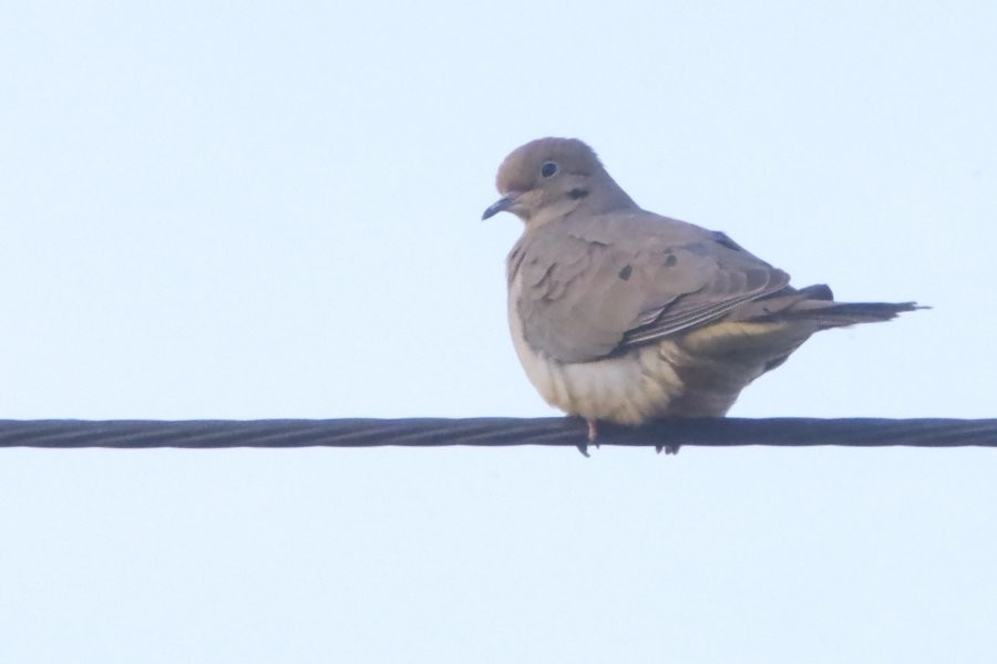 Mourning Dove - ML627674116