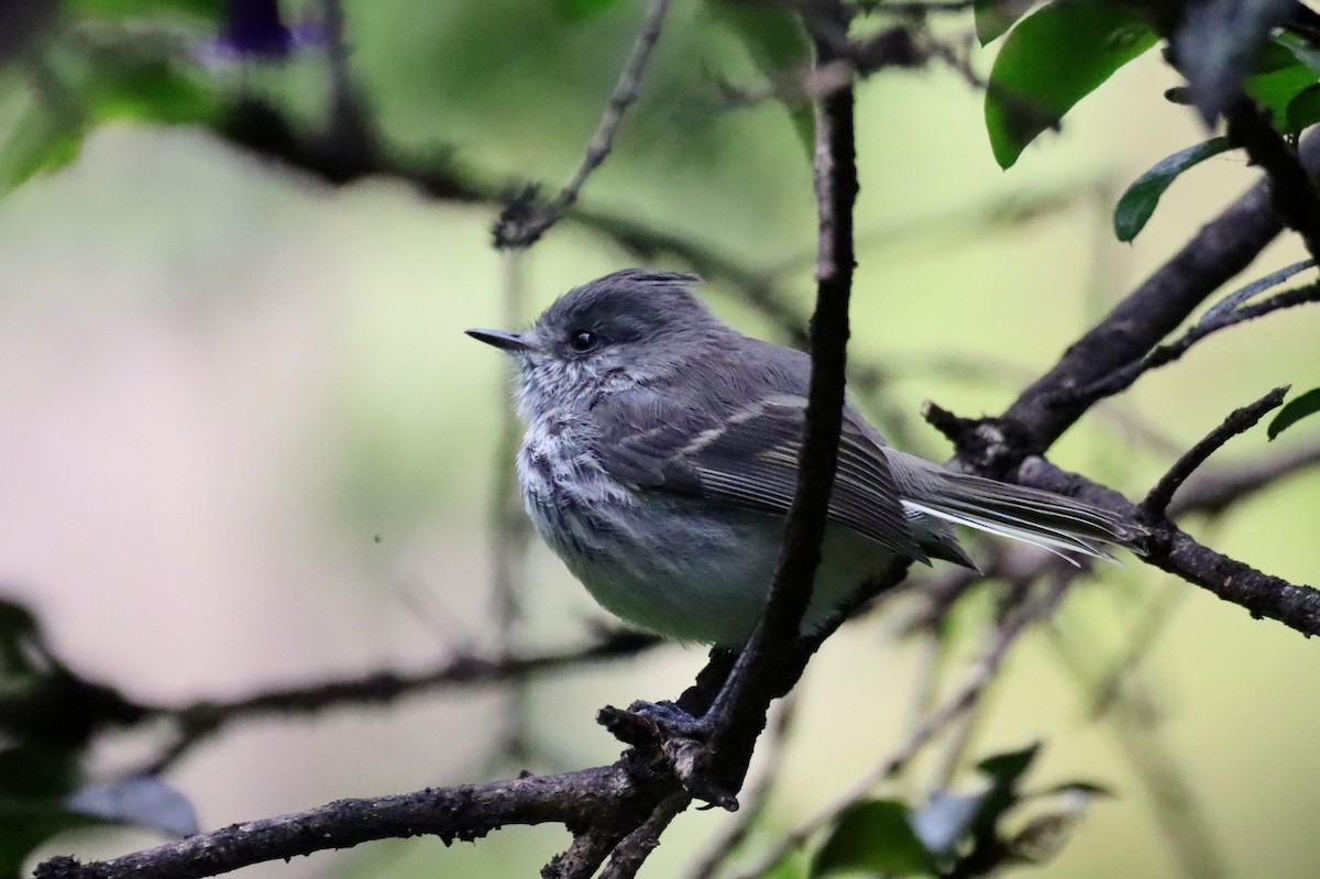 Juan Fernandez Tit-Tyrant - ML627674163