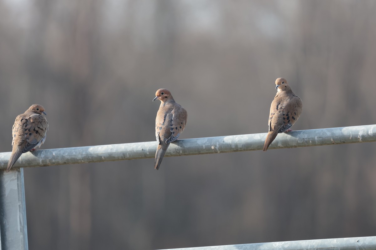 Mourning Dove - ML627674190