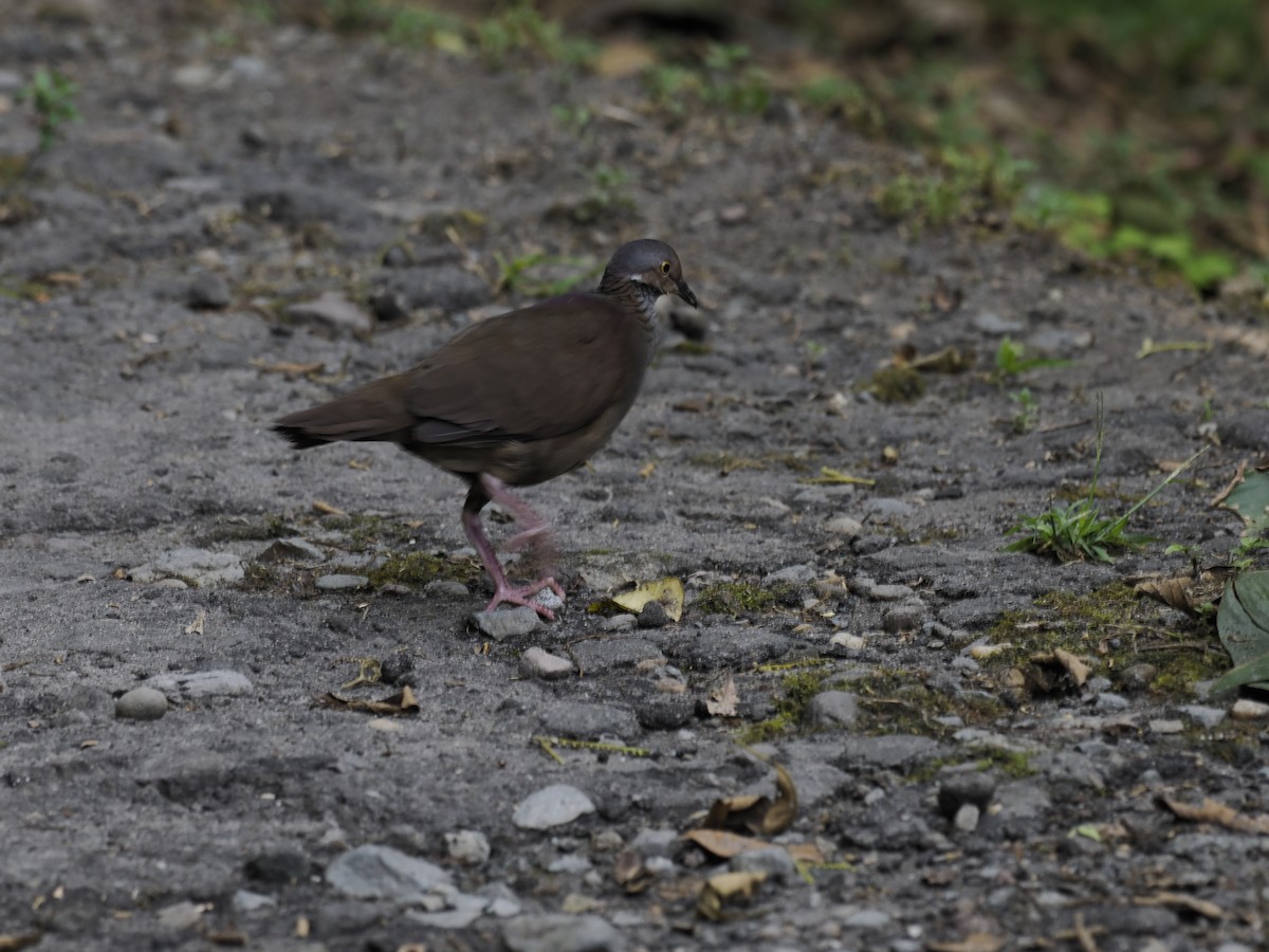 White-throated Quail-Dove - ML627674237