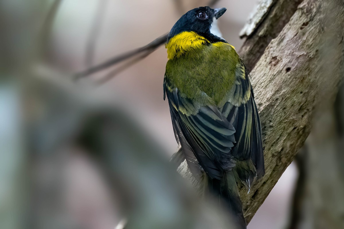 Golden Whistler (Eastern) - ML627674284