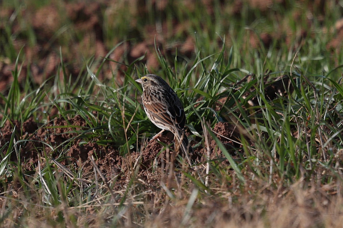 Savannah Sparrow - ML627674288