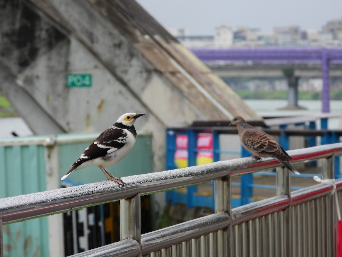 Oriental Turtle-Dove - ML627674352