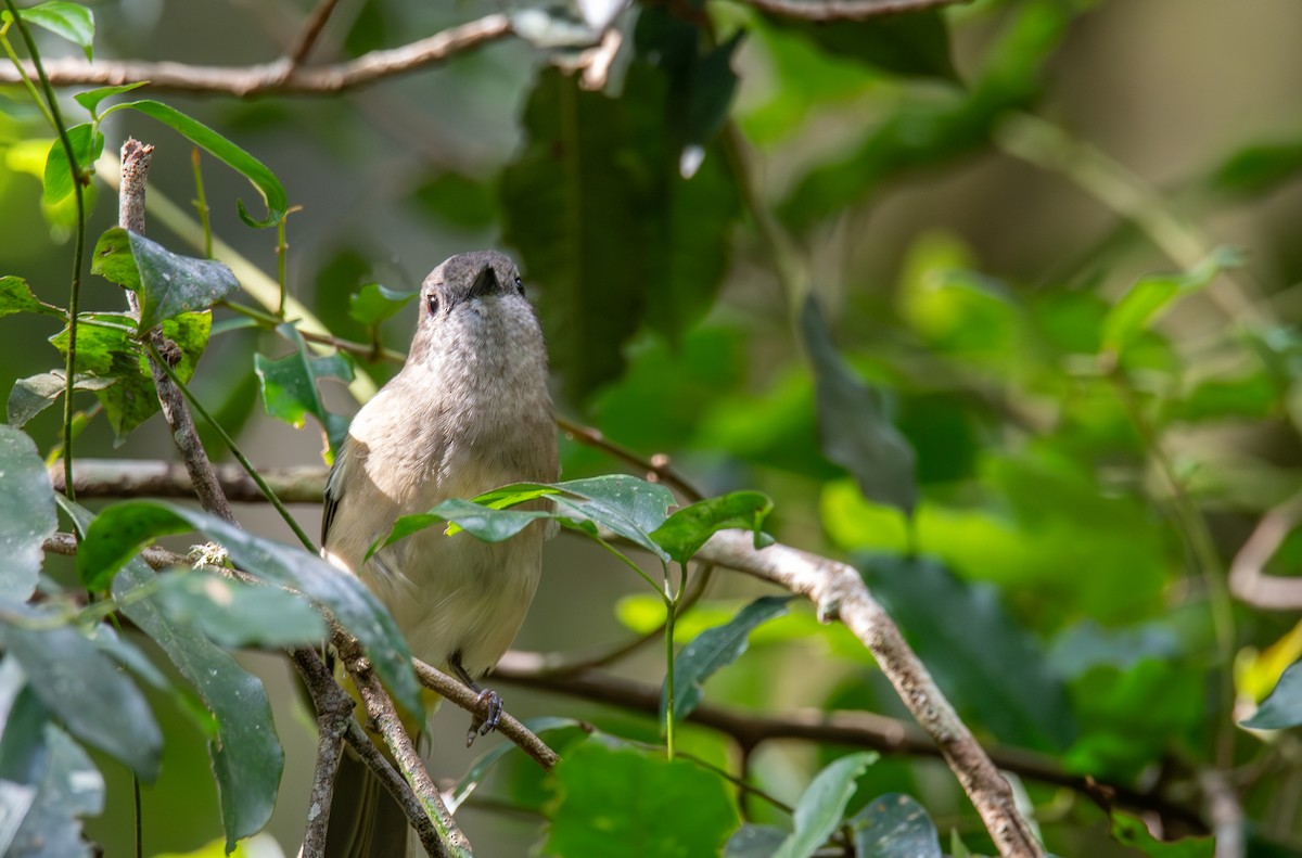 Golden Whistler (Eastern) - ML627674354