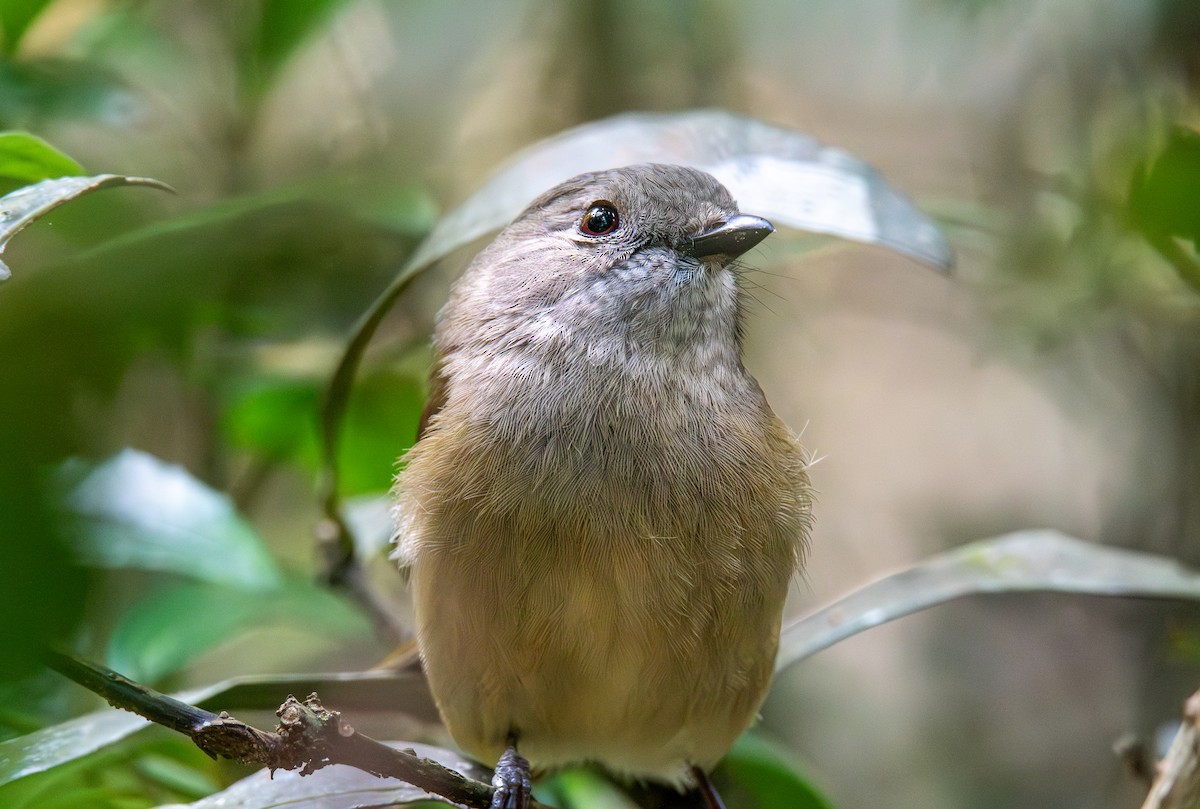 Golden Whistler (Eastern) - ML627674355