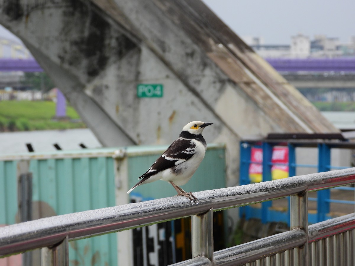 Black-collared Starling - ML627674360