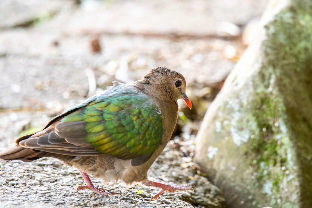 Pacific Emerald Dove - ML627674401