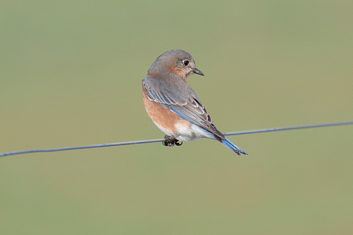 Eastern Bluebird - ML627674408