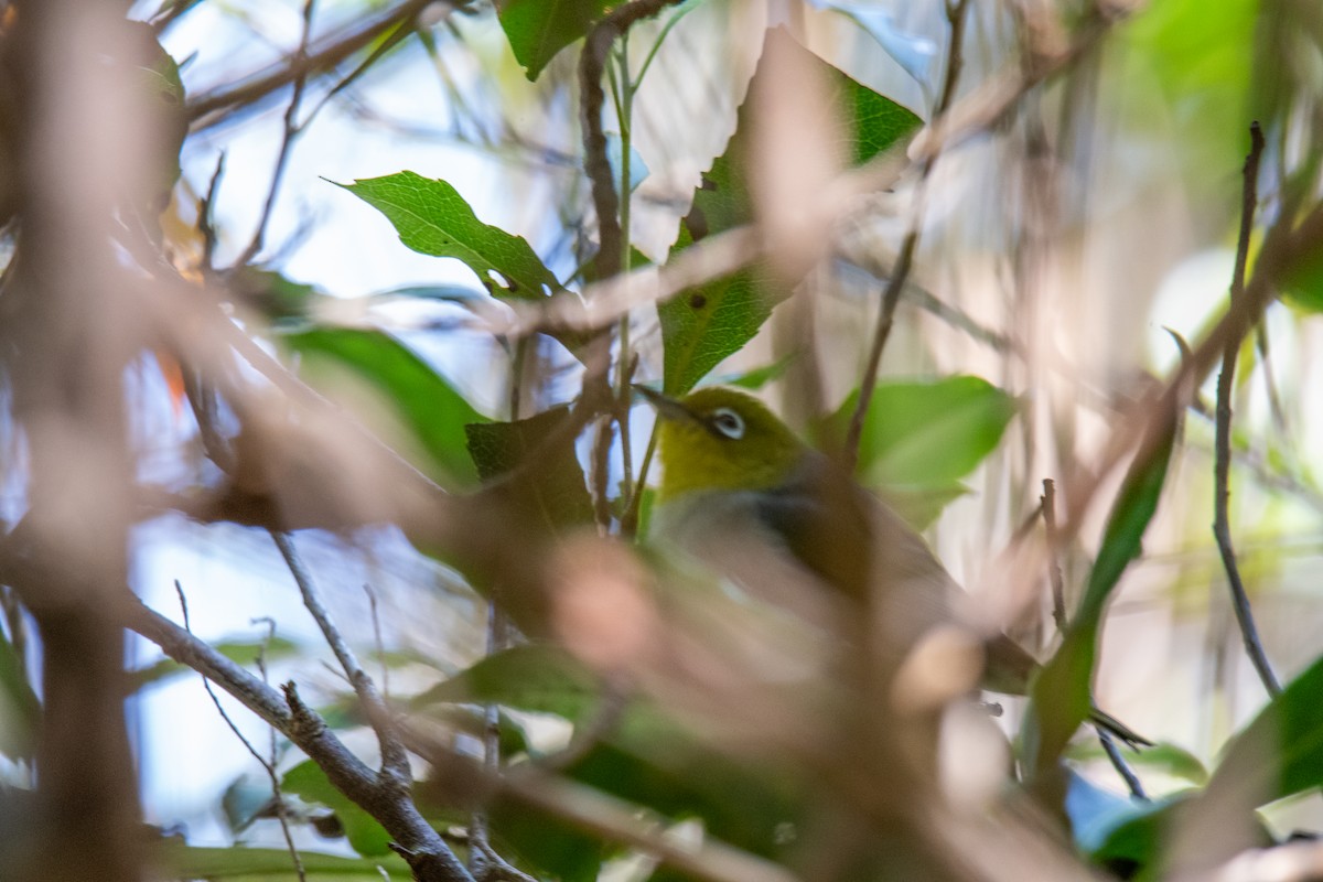 Silvereye - ML627674425