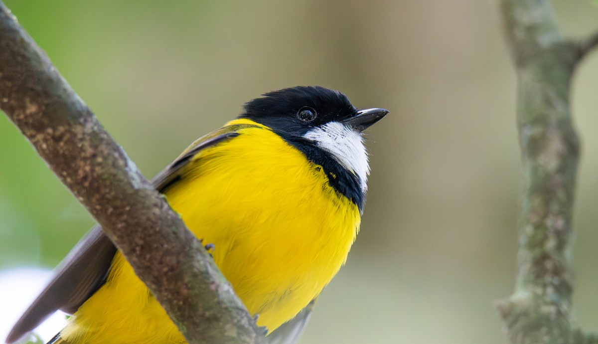 Golden Whistler (Eastern) - ML627674426