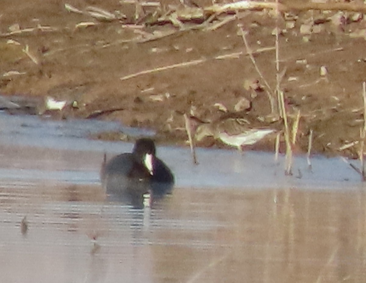 Graubrust-Strandläufer - ML627674443